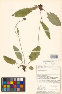 Hieracium bifidum subsp. submaculosum (Dahlst.) Zahn, Восточная Европа, Северо-Западный район (E2) (Россия)