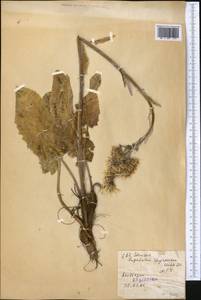 Vickifunkia thyrsoidea (Ledeb.) C. Ren, L. Wang, I. D. Illar. & Q. E. Yang, Средняя Азия и Казахстан, Джунгарский Алатау и Тарбагатай (M5) (Казахстан)