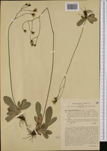 Crepis froelichiana, Западная Европа (EUR) (Италия)