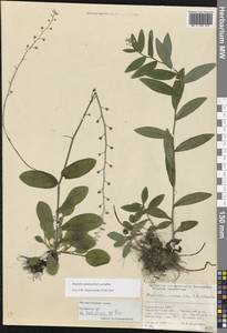 Незабудка лесная Ehrh. ex Hoffm., Восточная Европа, Западно-Украинский район (E13) (Украина)