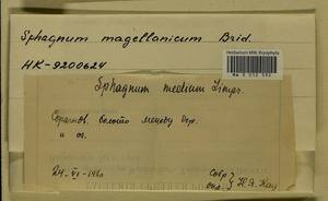 Sphagnum magellanicum Brid., Гербарий мохообразных, Мхи - Центральное Нечерноземье (B6) (Россия)