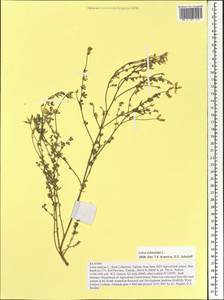 Лядвенец рактиниковый L., Африка (AFR) (Тунис)