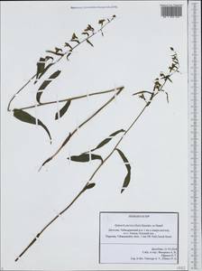 Epipactis persica (Soó) Hausskn. ex Nannf., Кавказ, Дагестан (K2) (Россия)