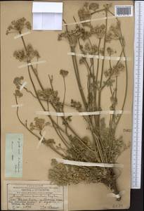 Порезник туркестанский M. Hiroe, Средняя Азия и Казахстан, Западный Тянь-Шань и Каратау (M3) (Казахстан)