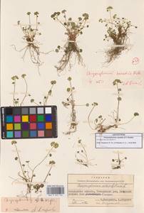 Селезеночник Райта щебнистый (Khokhr.) Vorosch., Сибирь, Чукотка и Камчатка (S7) (Россия)