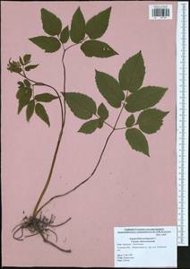 Сныть обыкновенная L., Восточная Европа, Центральный район (E4) (Россия)