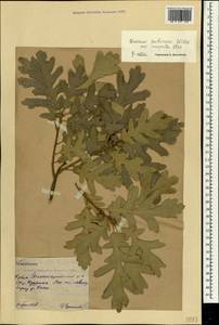 Дуб пушистый Willd., Крым (KRYM) (Россия)