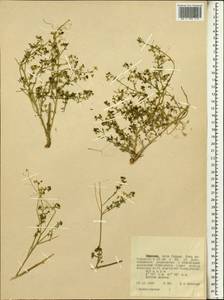 Brassicaceae, Африка (AFR) (Эфиопия)