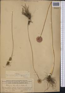 Лук прямой, Лук торчащий Schrad., Средняя Азия и Казахстан, Муюнкумы, Прибалхашье и Бетпак-Дала (M9) (Казахстан)