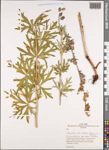 Борец байкальский (Turcz. ex Rapaics) Vorosch., Сибирь, Алтай и Саяны (S2) (Россия)