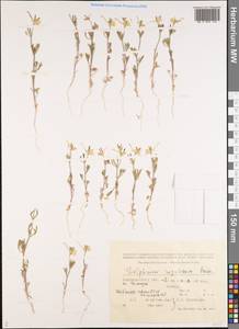 Delphinium rugulosum Boiss., Средняя Азия и Казахстан, Прикаспийский Устюрт и Северное Приаралье (M8) (Казахстан)