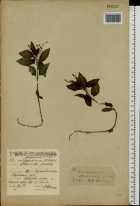 Пролесник многолетний L., Восточная Европа, Средневолжский район (E8) (Россия)