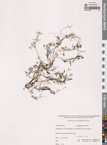 Лютик волосолистный, Шелковник волосолистный Chaix, Сибирь, Чукотка и Камчатка (S7) (Россия)
