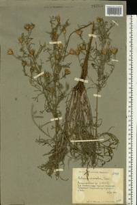Centaurea stoebe subsp. stoebe, Восточная Европа, Нижневолжский район (E9) (Россия)