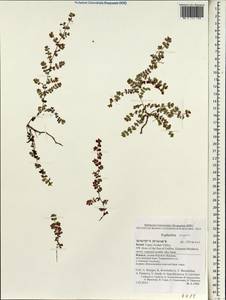 Euphorbia serpens Kunth, Зарубежная Азия (ASIA) (Израиль)