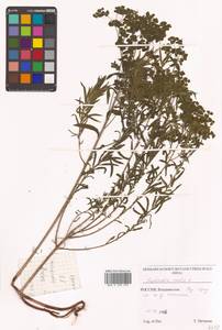 Молочай острый L., Сибирь, Дальний Восток (S6) (Россия)