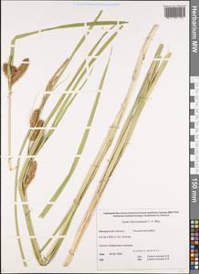 Carex utriculata Boott, Сибирь, Чукотка и Камчатка (S7) (Россия)