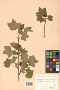 Ribes spicatum subsp. lapponicum Hyl., Сибирь, Дальний Восток (S6) (Россия)