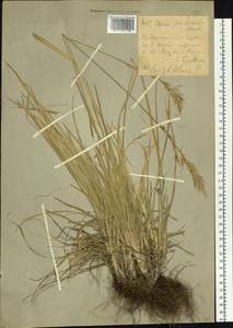 Helictochloa hookeri (Scribn.) Romero Zarco, Сибирь, Западный (Казахстанский) Алтай (S2a) (Казахстан)