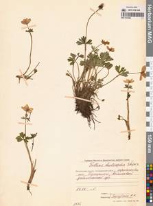 Купальница бумажночашелистиковая Schipcz., Сибирь, Чукотка и Камчатка (S7) (Россия)