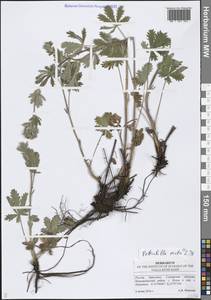 Лапчатка прямая L., Восточная Европа, Средневолжский район (E8) (Россия)