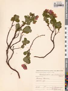 Рододендрон камчатский Pall., Сибирь, Чукотка и Камчатка (S7) (Россия)