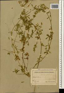 Люцерна серповидная L., Кавказ, Азербайджан (K6) (Азербайджан)