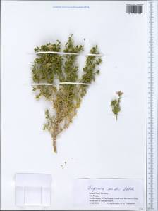 Fagonia mollis Del., Зарубежная Азия (ASIA) (Израиль)