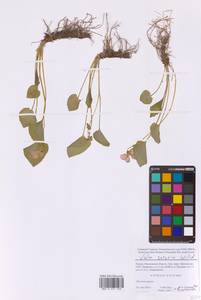 Фиалка сестринская Willd., Восточная Европа, Московская область и Москва (E4a) (Россия)