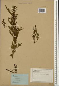 Зюзник высокий L.fil., Кавказ, Дагестан (K2) (Россия)