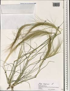 Stipellula capensis (Thunb.) Röser & Hamasha, Зарубежная Азия (ASIA) (Израиль)