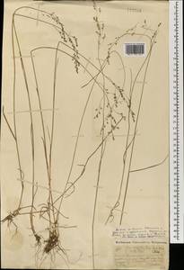 Мятлик дубравный L., Монголия (MONG) (Монголия)