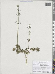 Турча болотная L., Восточная Европа, Центральный лесостепной район (E6) (Россия)