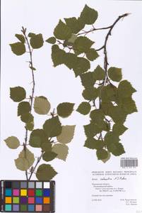 Betula pubescens subsp. pubescens, Восточная Европа, Северный район (E1) (Россия)