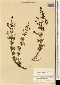 Дубровник восточный L., Кавказ, Армения (K5) (Армения)