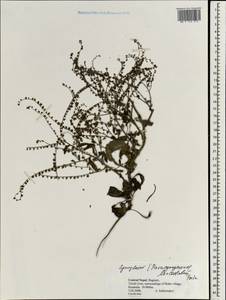 Paracynoglossum lanceolatum (Forssk.) R. R. Mill, Зарубежная Азия (ASIA) (Непал)