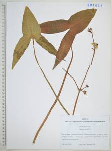 Стрелолист трехлистный L., Сибирь, Дальний Восток (S6) (Россия)