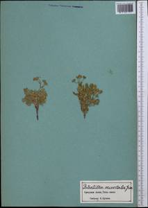 Sibbaldianthe orientalis (Soják) Mosyakin & Shiyan, Средняя Азия и Казахстан, Северный и Центральный Тянь-Шань (M4)