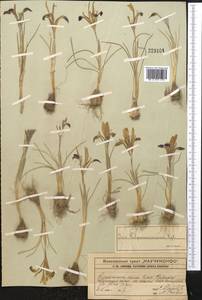 Iris kolpakowskiana Regel, Средняя Азия и Казахстан, Западный Тянь-Шань и Каратау (M3) (Казахстан)