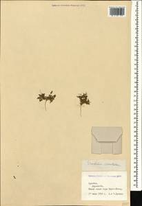 Аистник цикутовый, Аистник обыкновенный (L.) L'Hér., Кавказ, Армения (K5) (Армения)