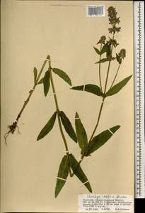 Чистец Ридера Cham., Монголия (MONG) (Монголия)
