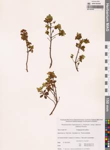 Рододендрон мелколистный Adams, Сибирь, Чукотка и Камчатка (S7) (Россия)