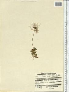 Geum selinifolium (Fisch. ex F. Schmidt) Hultén, Сибирь, Дальний Восток (S6) (Россия)