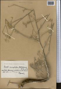 Жабрица пушистоголовая (Pall. ex Spreng.) Schischk., Средняя Азия и Казахстан, Прикаспийский Устюрт и Северное Приаралье (M8) (Казахстан)