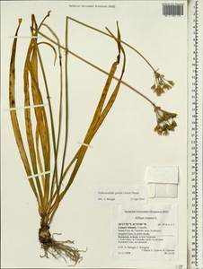 Nothoscordum gracile (Aiton) Stearn, Африка (AFR) (Испания)