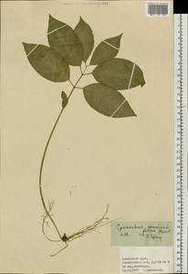 Cynanchum ascyrifolium (Franch. & Sav.) Matsum., Сибирь, Дальний Восток (S6) (Россия)