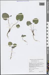 Viola epipsila subsp. repens (Turcz.) W. Becker, Сибирь, Прибайкалье и Забайкалье (S4) (Россия)