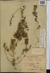 Климакоптера толстянковая M. Bieb., Средняя Азия и Казахстан, Северный и Центральный Казахстан (M10) (Казахстан)