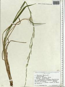 Манник замеченный Chevall., Восточная Европа, Белоруссия (E3a) (Белоруссия)