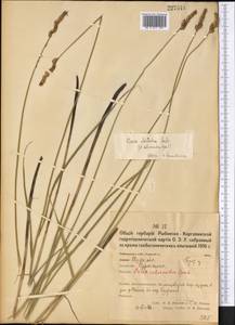 Осока двурядная Huds., Средняя Азия и Казахстан, Северный и Центральный Казахстан (M10) (Казахстан)